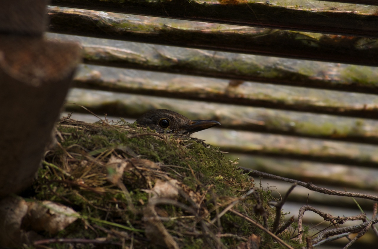 brütende Amsel im Nest